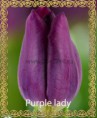 /album/katalog-sortov/tyulpan-optom-minusinsk-purple-lady-jpg/
